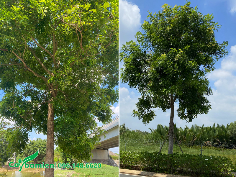Cây xà cừ trồng cây bóng mát vỉa hè, dải phân cách đường phố