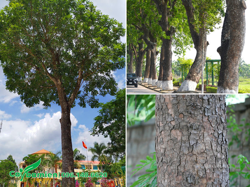 Hình dáng thân cây xà cừ lâu năm, vỏ nứt và bong tróc