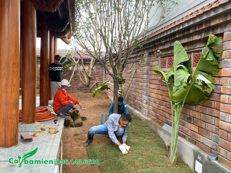 Trồng cỏ thảm cho khuôn viên nhà thờ họ