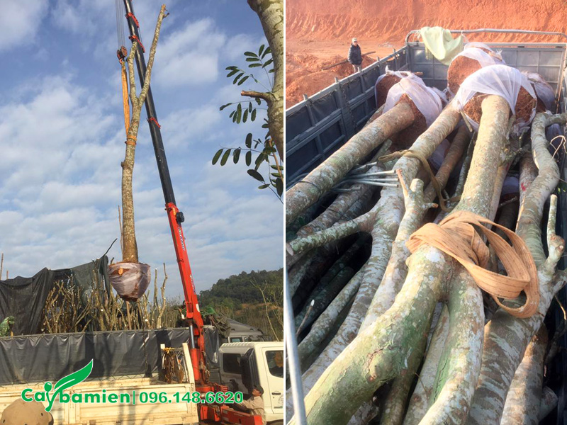 Cần cẩu đang làm việc, đưa những cây xà cừ công trình đường kính gốc 25cm lên thùng xe