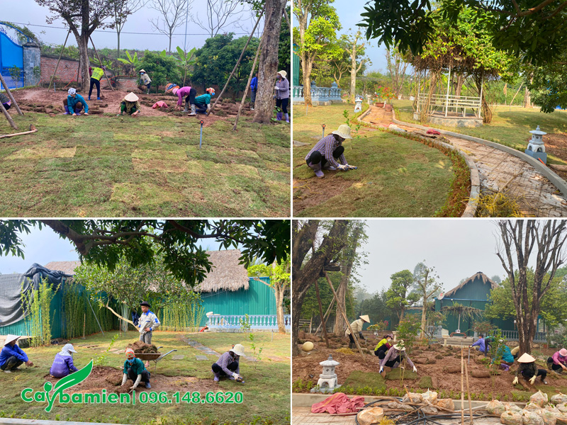 Trồng thảm cỏ nhung cho khuôn viên khu sinh thái tại Hà Nội