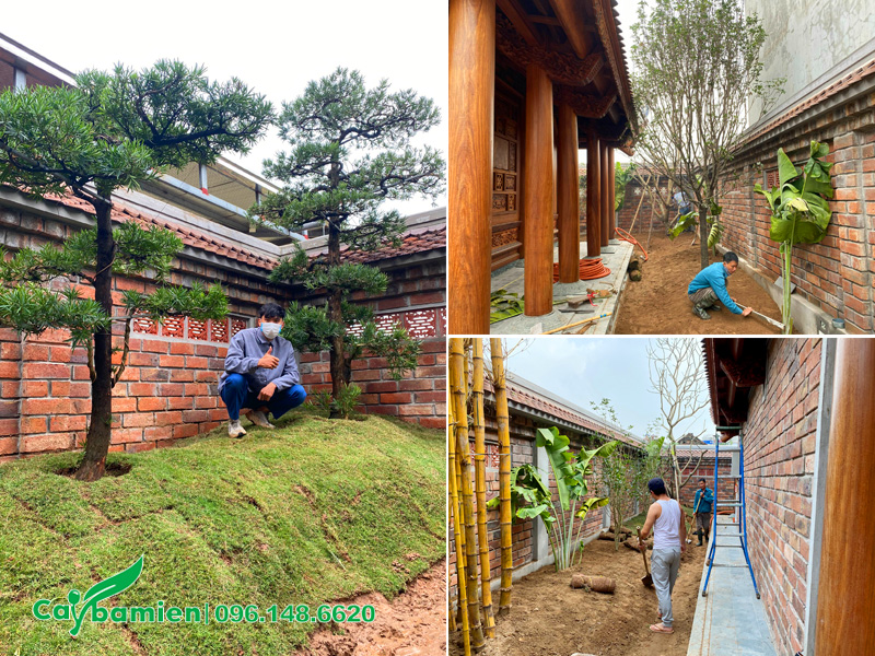 Trồng cỏ nhung nhật cho khuôn viên nhà thờ họ