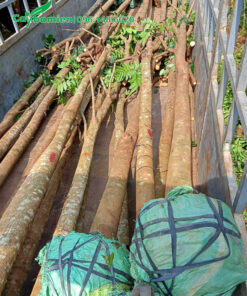 Cây bứng thẳng, bầu được bọc bao tải và dây thun chắc chắn