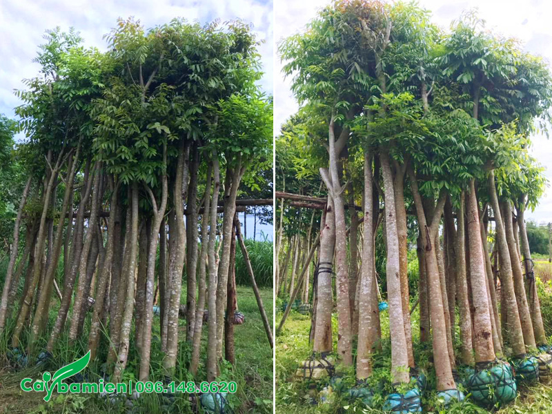 Vườn dưỡng hàng trăm gốc cây xà cừ công trình đường kính gốc 20cm