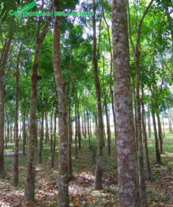 Loại cây công trình lớn, vanh 80 - 100, thoát thân 6 - 8m