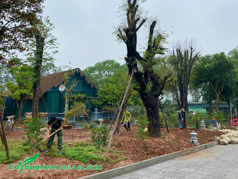 Xử lý nền đất trồng cỏ nhung nhật