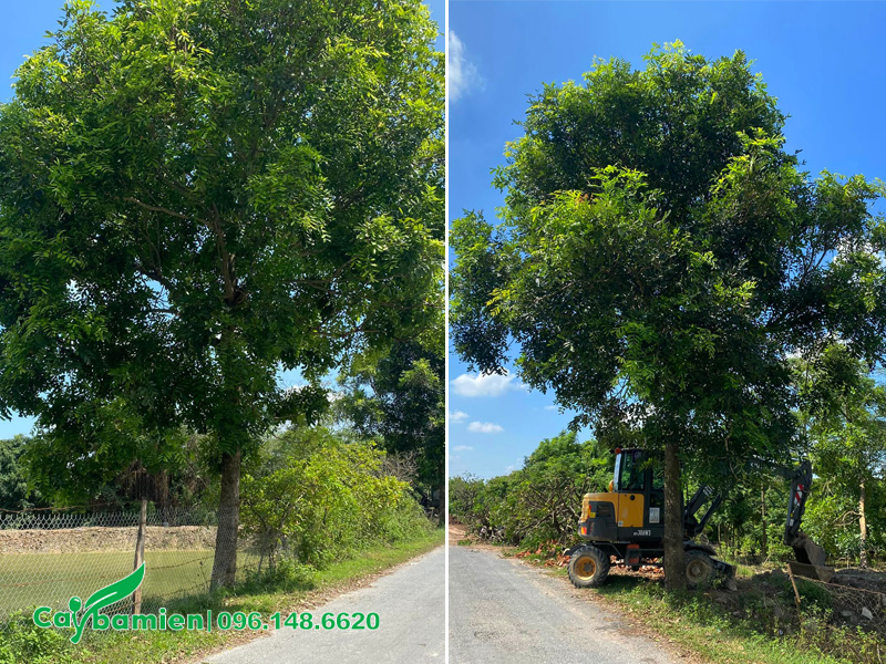 Cây xà cừ trồng lấy bóng, chiều cao khoảng 6m, đường kính tán 4 - 5m