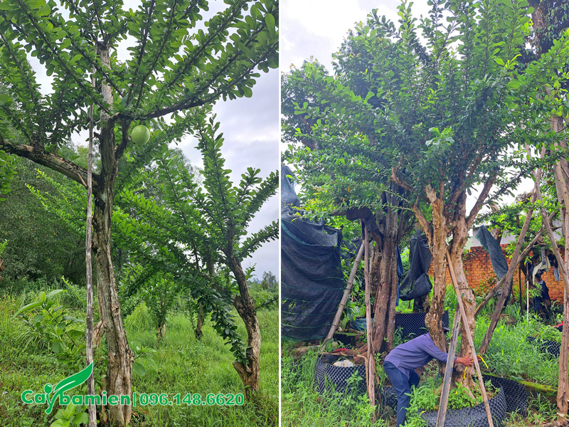 Cây cổ thụ, đường kính gốc 20cm trở lên