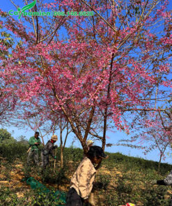 Cây hoa mai anh đào công trình sẵn hoa để bán Tết