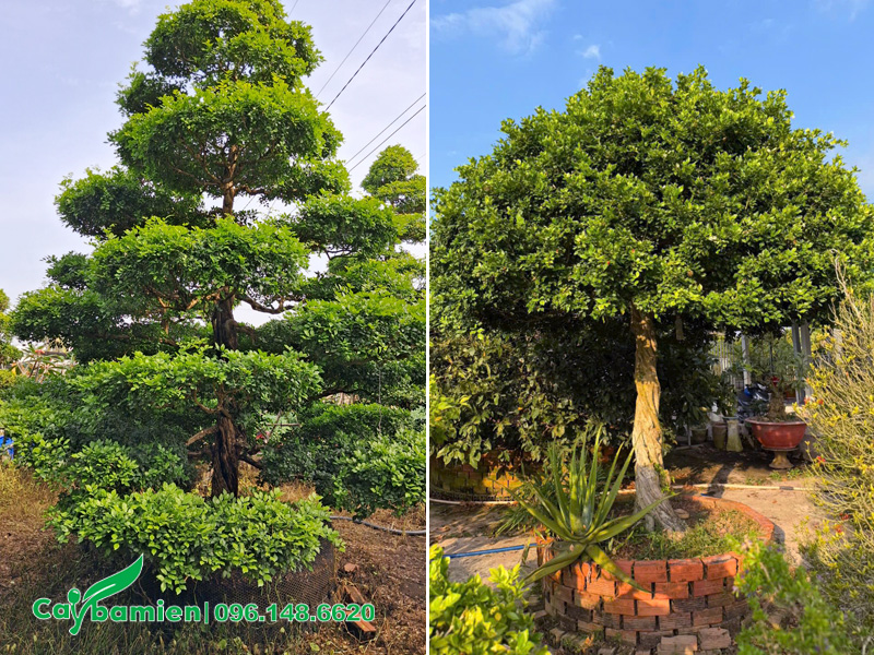 Những cây Nguyệt Quế bonsai đẹp, đường kính gốc lớn