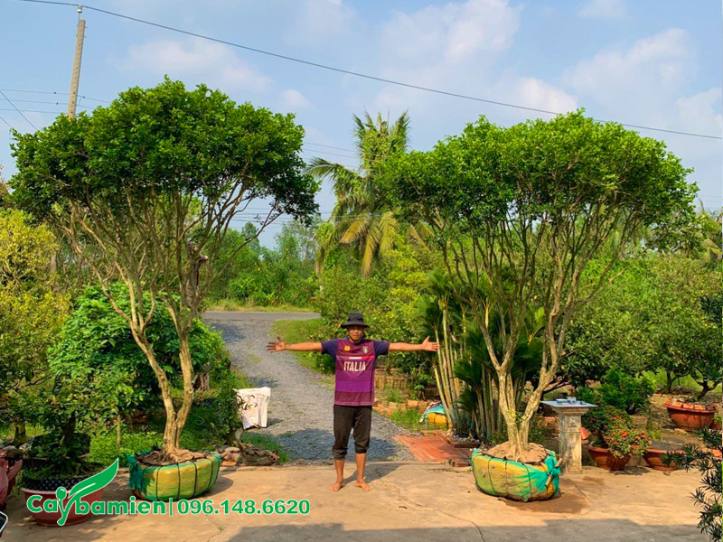 Cặp cây Nguyệt Quế cổ thụ, chiều cao hơn 3m