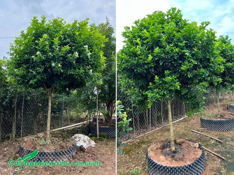 Cây Nguyệt Quế lâu năm, thoát thân 80cm, tán tròn đẹp