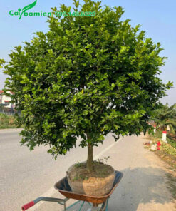 Di chuyển cây Nguyệt Quế đường kính tán 1.5m, thoát thân 50cm lên xe