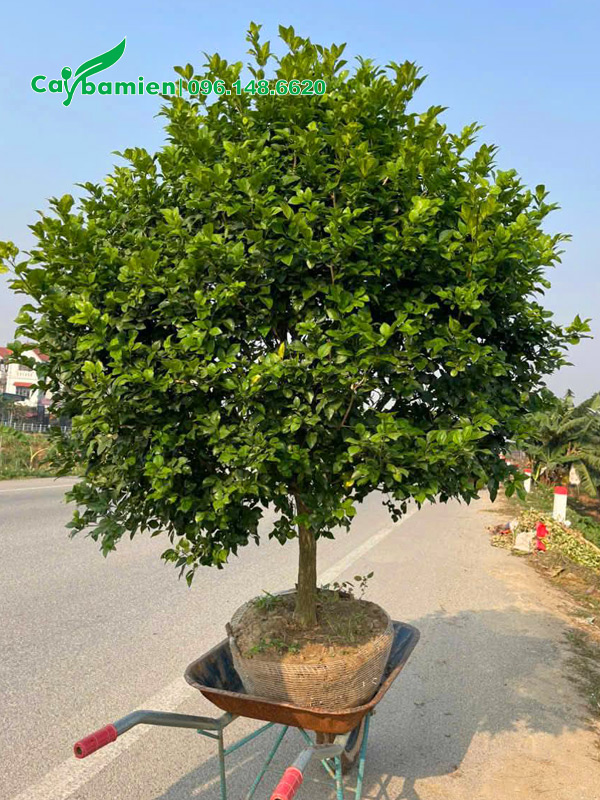 Di chuyển cây Nguyệt Quế đường kính tán 1.5m, thoát thân 50cm lên xe