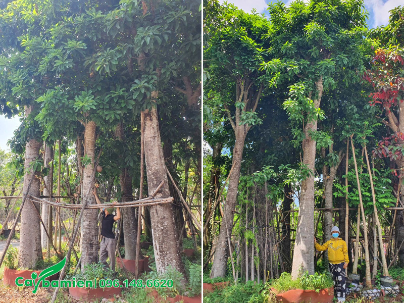 Vườn cây sala cổ thụ đường kính gốc khoảng 40cm đang dưỡng ủ tại vườn ở Hưng Yên