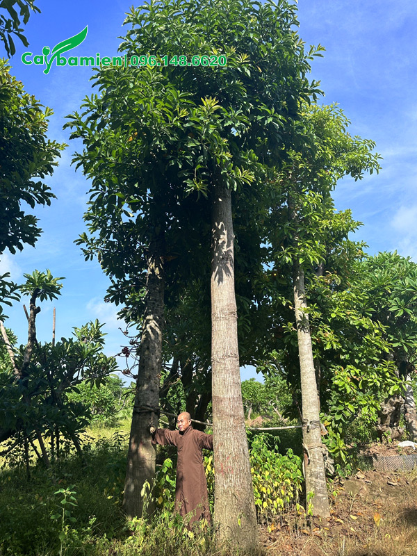 Cung cấp cây sala ngọc kỳ lân kích thước lớn