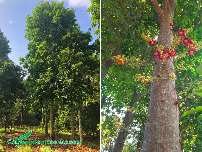 Cây sala trồng lấy bóng mát cao 6m, sẵn hoa