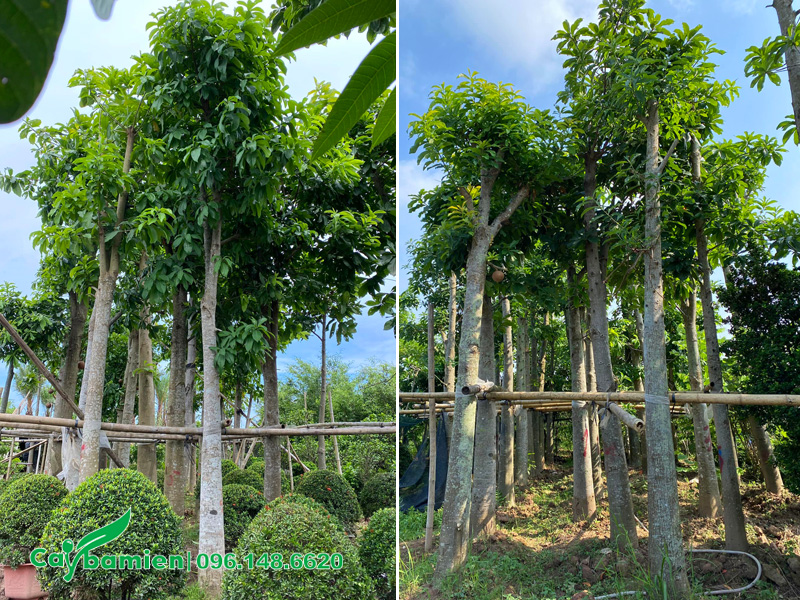 Vườn dâm ủ 20 cây sala công trình đường kính gốc 20cm, chiều cao 5m
