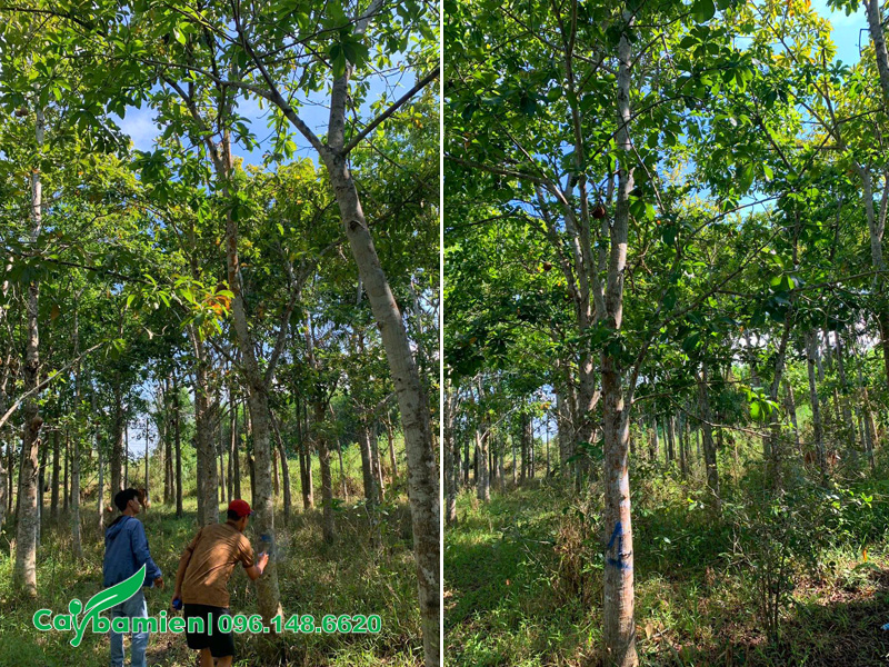 Đánh dấu cây khách chọn bằng sơn