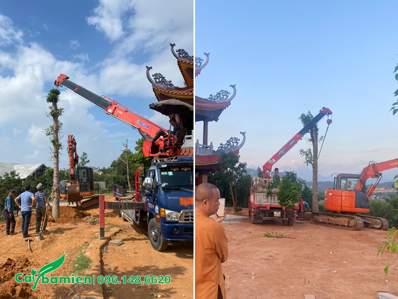 Hình ảnh thực tế thi công trồng cây sala cổ thụ cho ngôi chùa lớn ở Ninh Bình