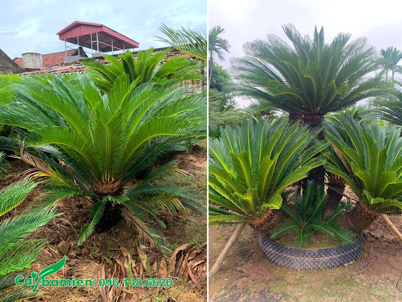 Cây đẹp, chất lượng cao, kích thước lớn nhỏ đa dạng