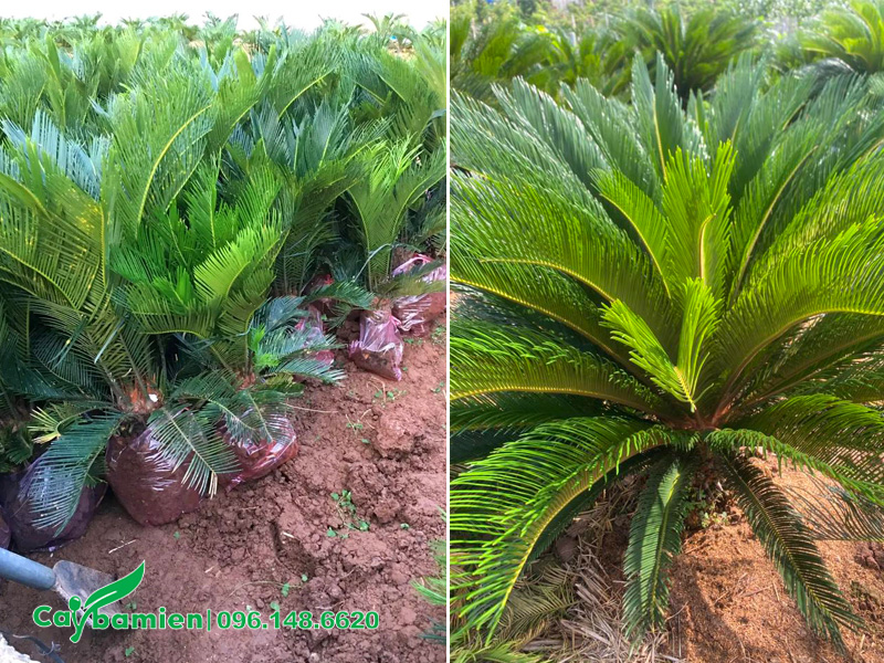 Bứng cây giống Vạn Tuế cao 60 - 70cm