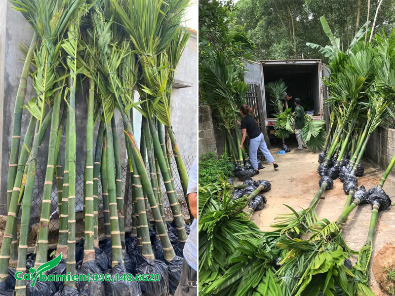 Bán cau ta xanh lộ thân 1m, bốc xếp giao cây tận chân công trình