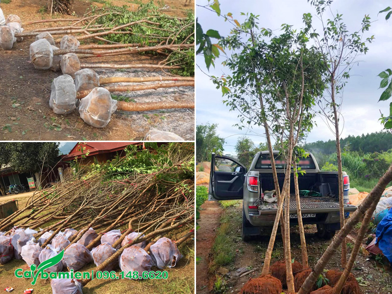 Bán cây mai anh đào đường kính gốc từ 8 - 10cm, có sẵn cả cây đánh thẳng và cây đã dâm ủ