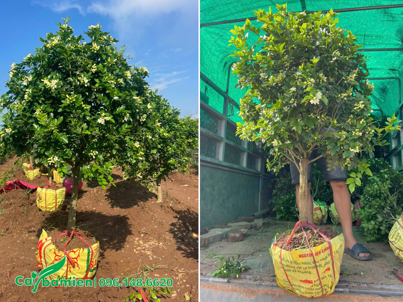 Bứng bầu cây nguyệt quế sẵn hoa tại nhà vườn ở Nam Định
