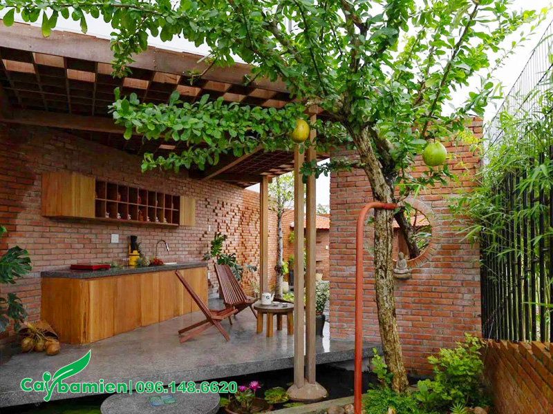 Trồng cây đào tiên cho sân sau biệt thự