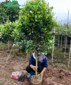 Bọc bầu cho cây mới bứng