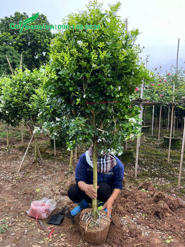 Bọc bầu cho cây mới bứng