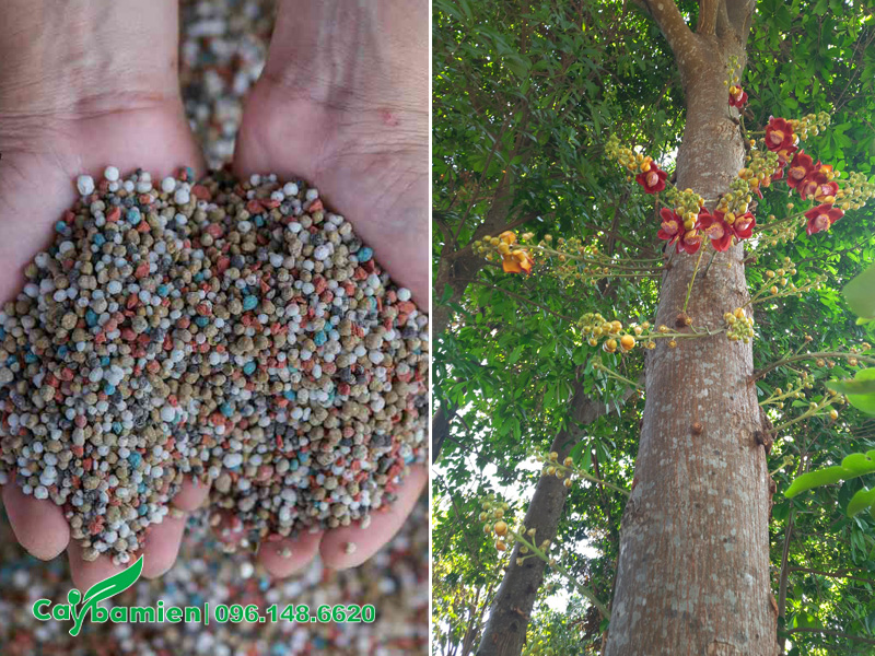 Bón phân giàu kali và lân cho cây trước mùa hoa