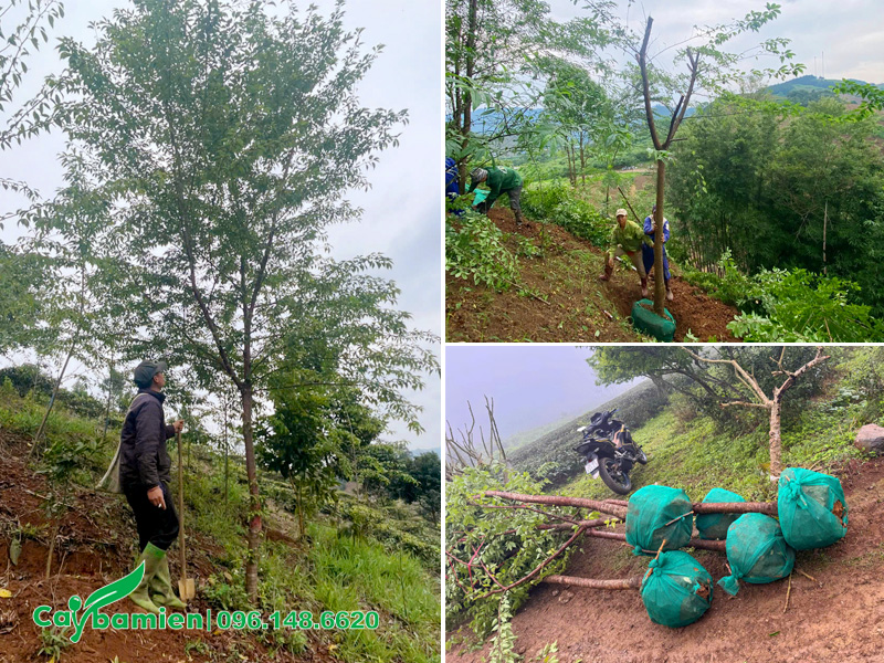 Quá trình đánh bầu cây mai anh đào, loại đường kính gốc 10cm, cao hơn 4m