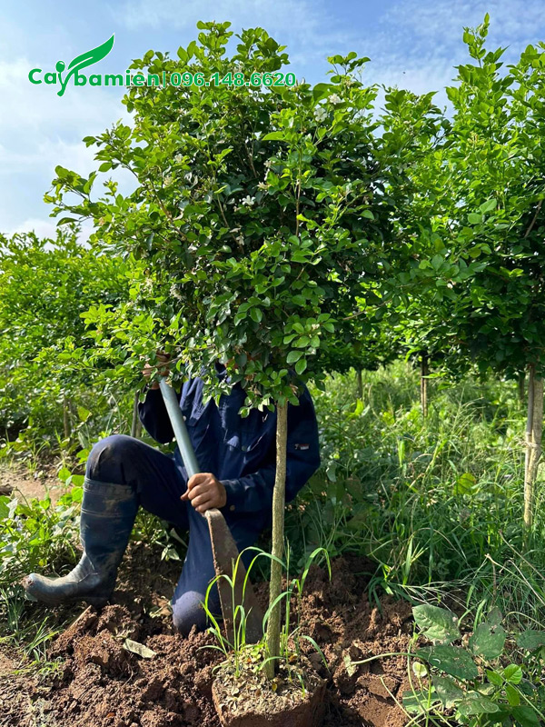 Đánh nóng cây Nguyệt Quế thân tree, vanh 9cm