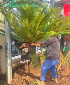 Bứng cây vạn tuế cổ thụ lóng thân cao hơn 1m