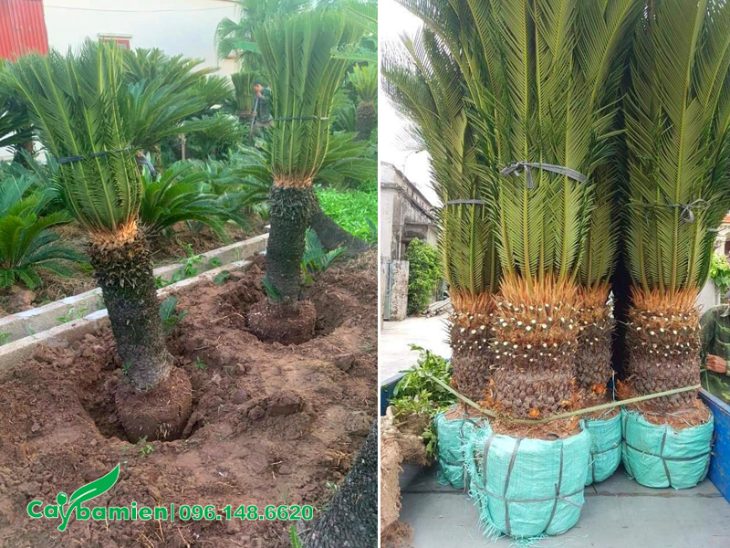 Bán cây Vạn Tuế lâu năm thân to đẹp, lóng cao 50 - 80cm