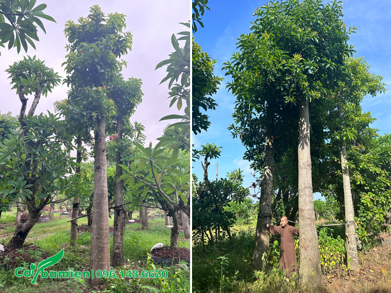 Dự án cung cấp cây sala cho chùa ở Nam Định, sư thầy đến tận vườn để chọn cây