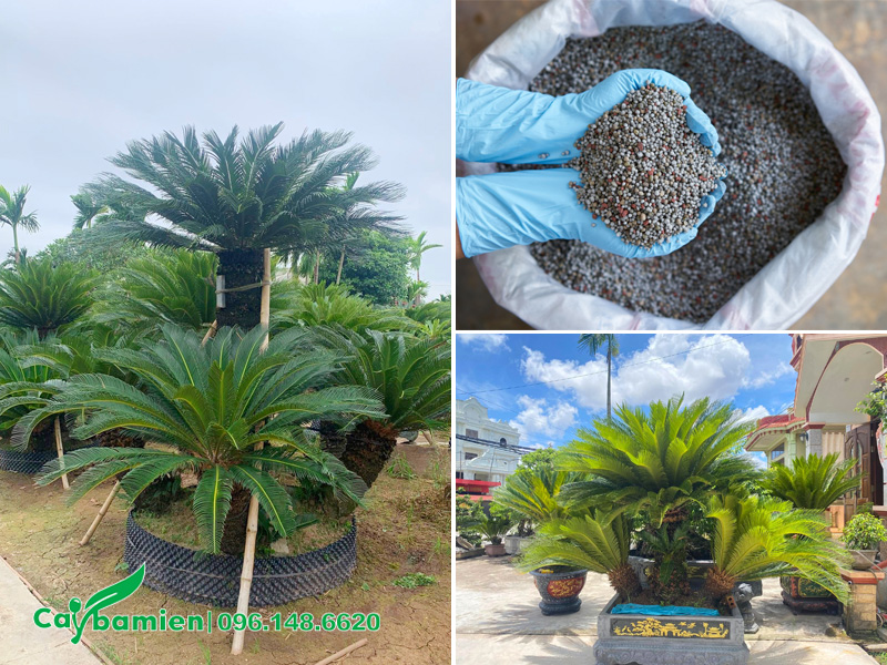 Chăm sóc cây Vạn Tuế 5 thân, chiều cao 1 - 2m