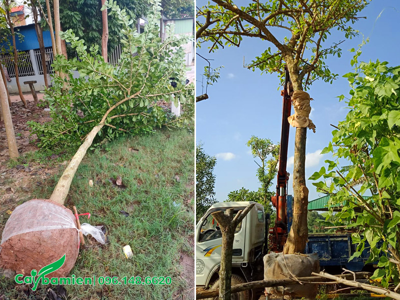 Bọc bầu đất cây đào tiên mới bứng