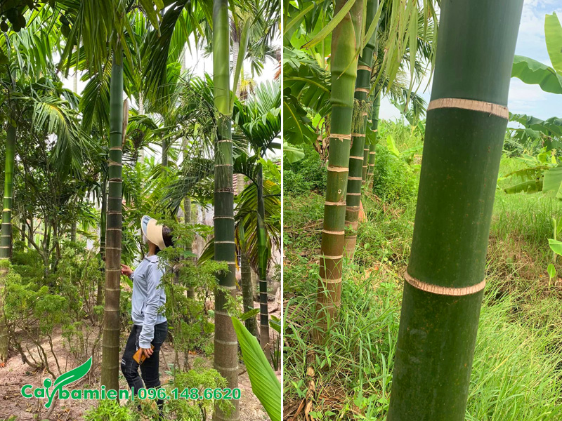Kiểm tra thân cây cau ta tại vườn trồng và đánh dấu cẩn thận cho khách