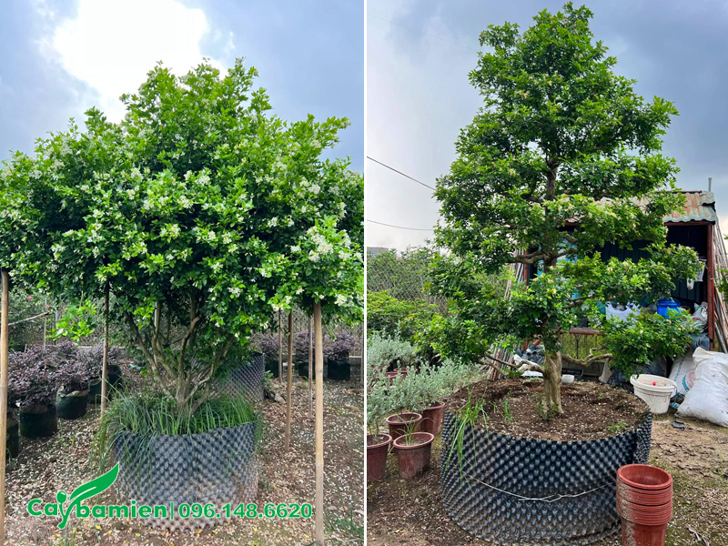 Hình ảnh những cây hoa Nguyệt Quế cổ thụ đang dâm ủ tại vườn