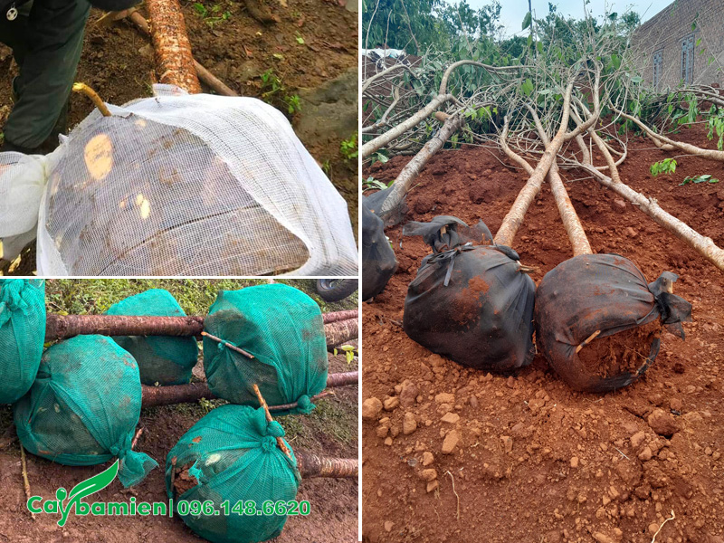 Cây hoa mai anh đào bứng thẳng và cây đã dâm ủ được bọc kỹ bầu bằng lưới chuyên dụng