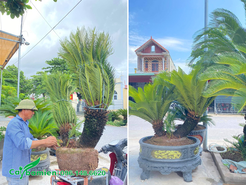 Vạn Tuế trồng trong chậu cảnh đẹp