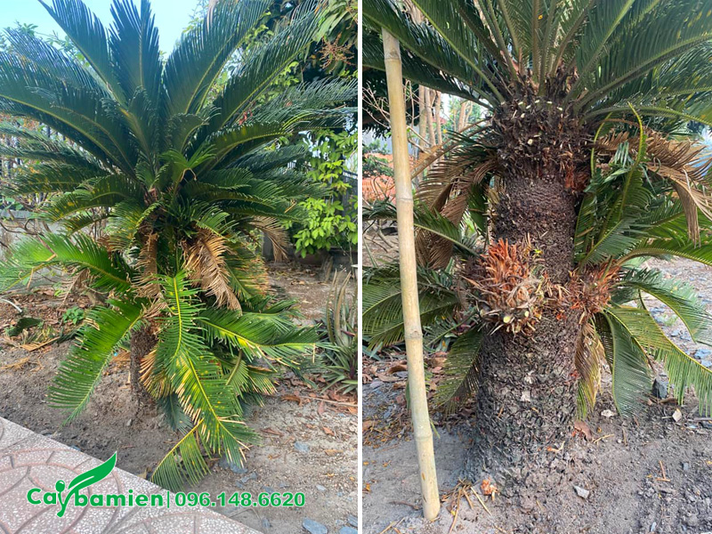 Cắt tỉa cho cây Vạn Tuế lâu năm