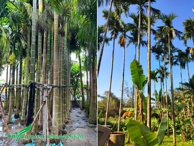 Mua cây cau ta cổ thụ lóng thân cao 7 - 10m