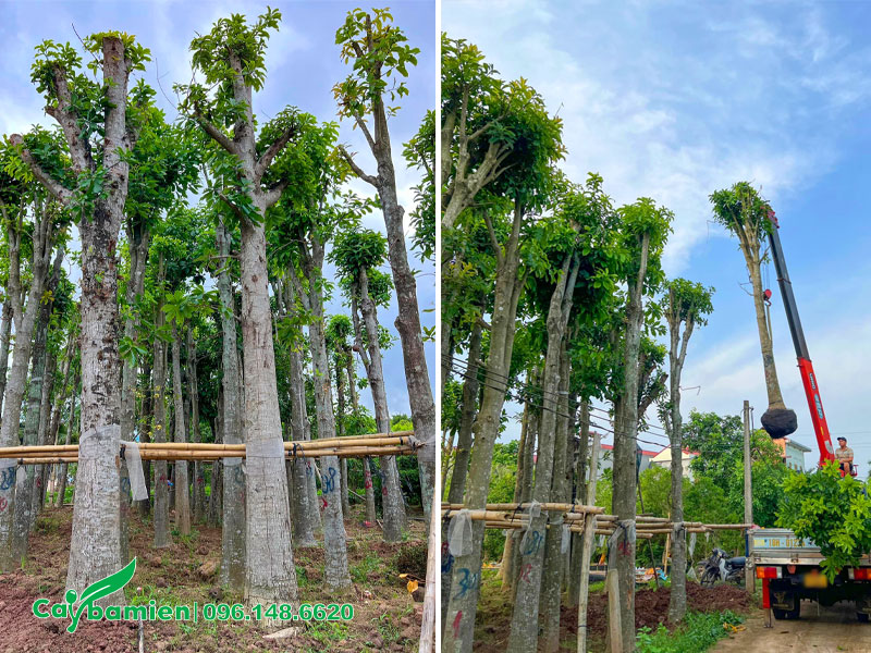 Hàng tuyển chọn đã dưỡng ủ, bộ rễ khỏe, đường kính gốc từ 30cm trở lên