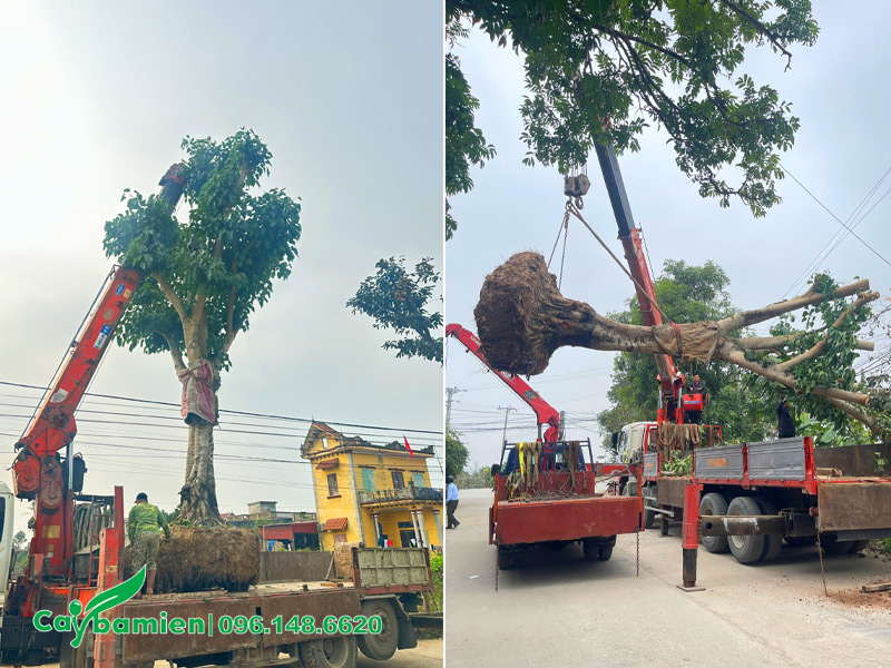 Mua cây bồ đề trồng trong chùa, loại cổ thụ vanh 150