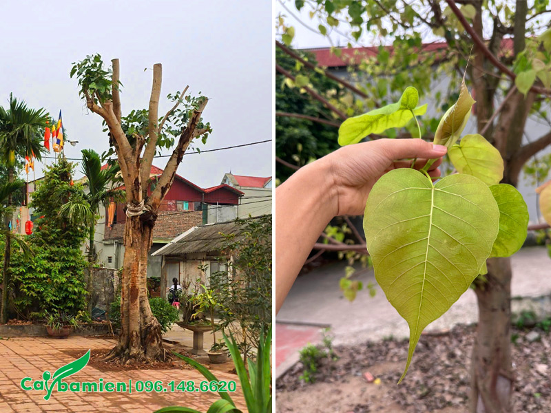 Bồ Đề lâu năm đã dâm ủ kỹ, đường kính gốc 40cm
