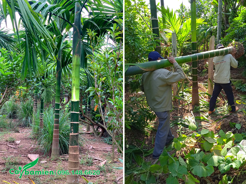 Vườn cau công trình lóng thân 2 - 3m